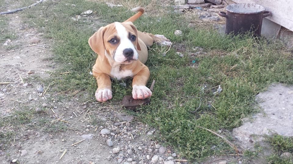 Vând căței din rasa Bulldog American