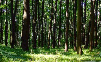 Vănd pădure de brad