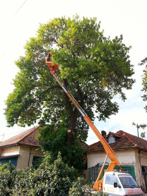 Toaletare si taiere arbori in Constanta si imprejurimi