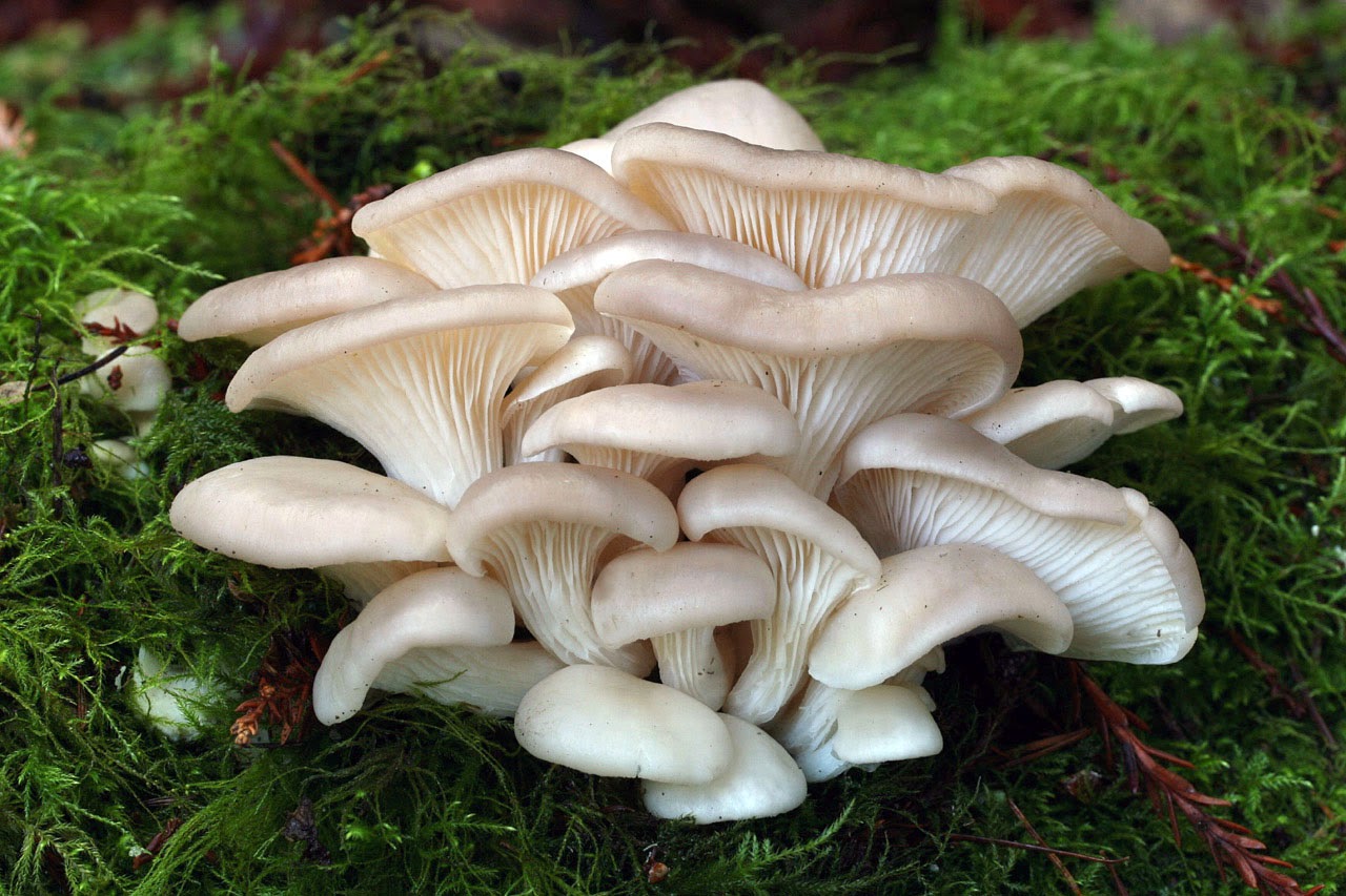 Ciuperci Pleurotus Focsani