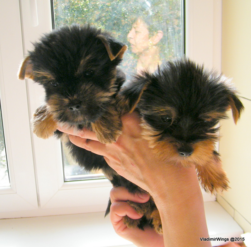 Yorkshire terrier o fantezie de catel