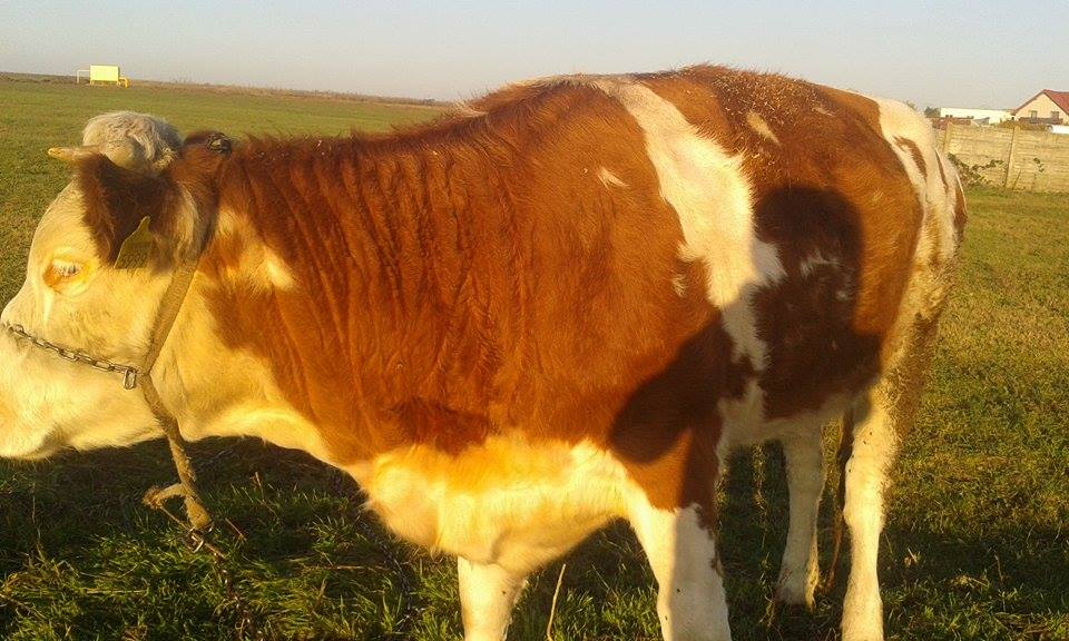 URGENT! De vanzare vitica baltata romaneasca