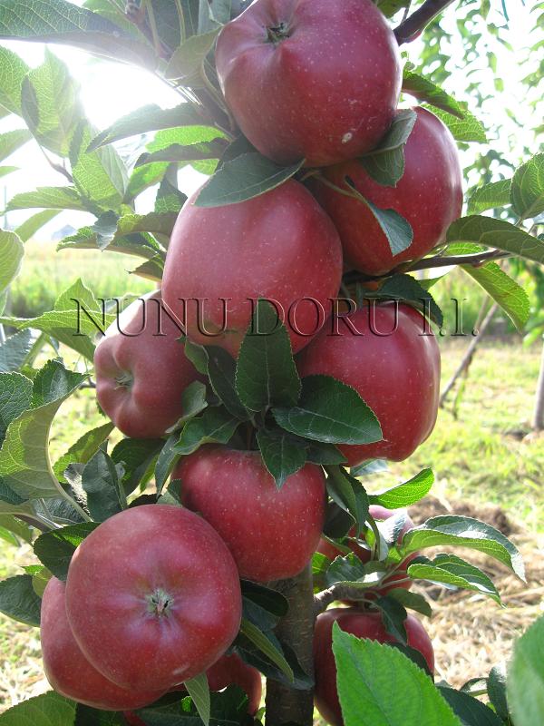 Pomi fructiferi certificati de vanzare