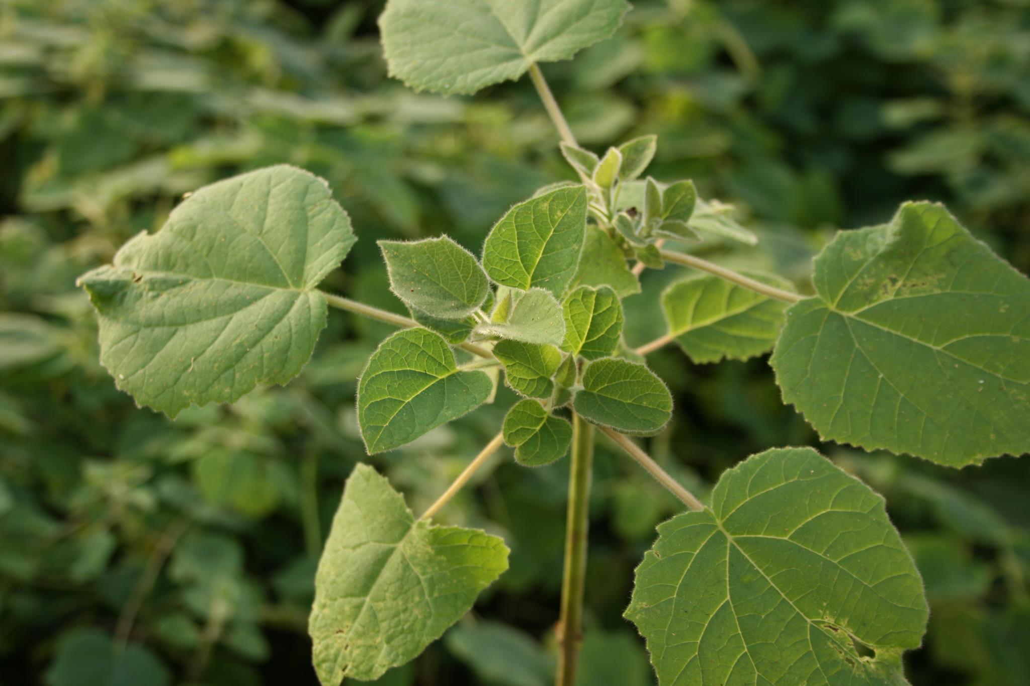 Paulownia Europa