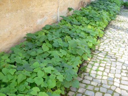 Paulownia hibrid 2 euro puiet