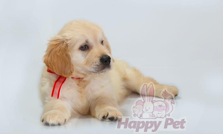 Vand Caini Golden Retriever Bucuresti Constanta Brasov Iasi Oradea Timisoara