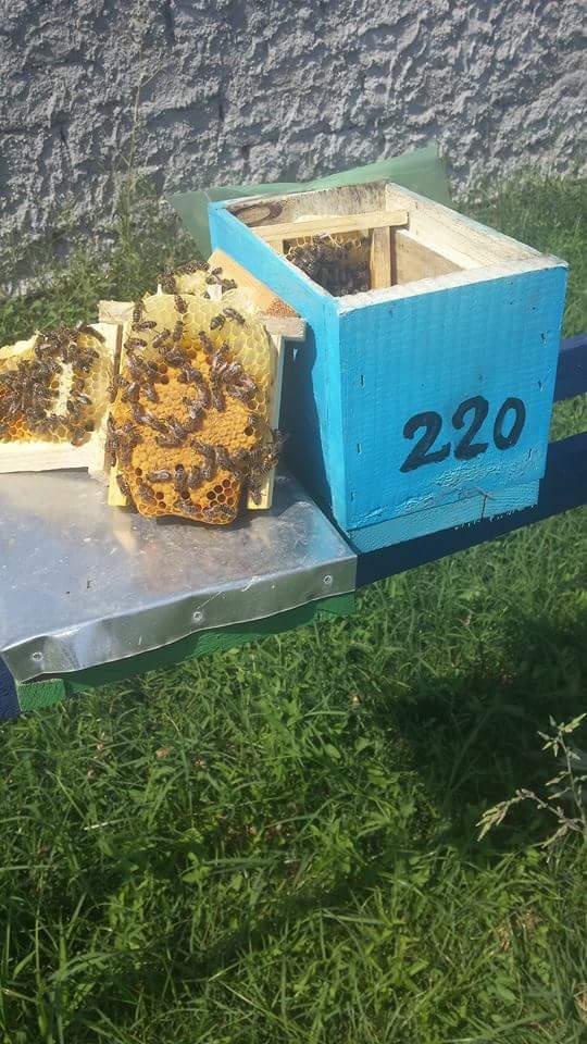Vand roiuri si familii de albine ACTE PNA SI Fonduri Europene