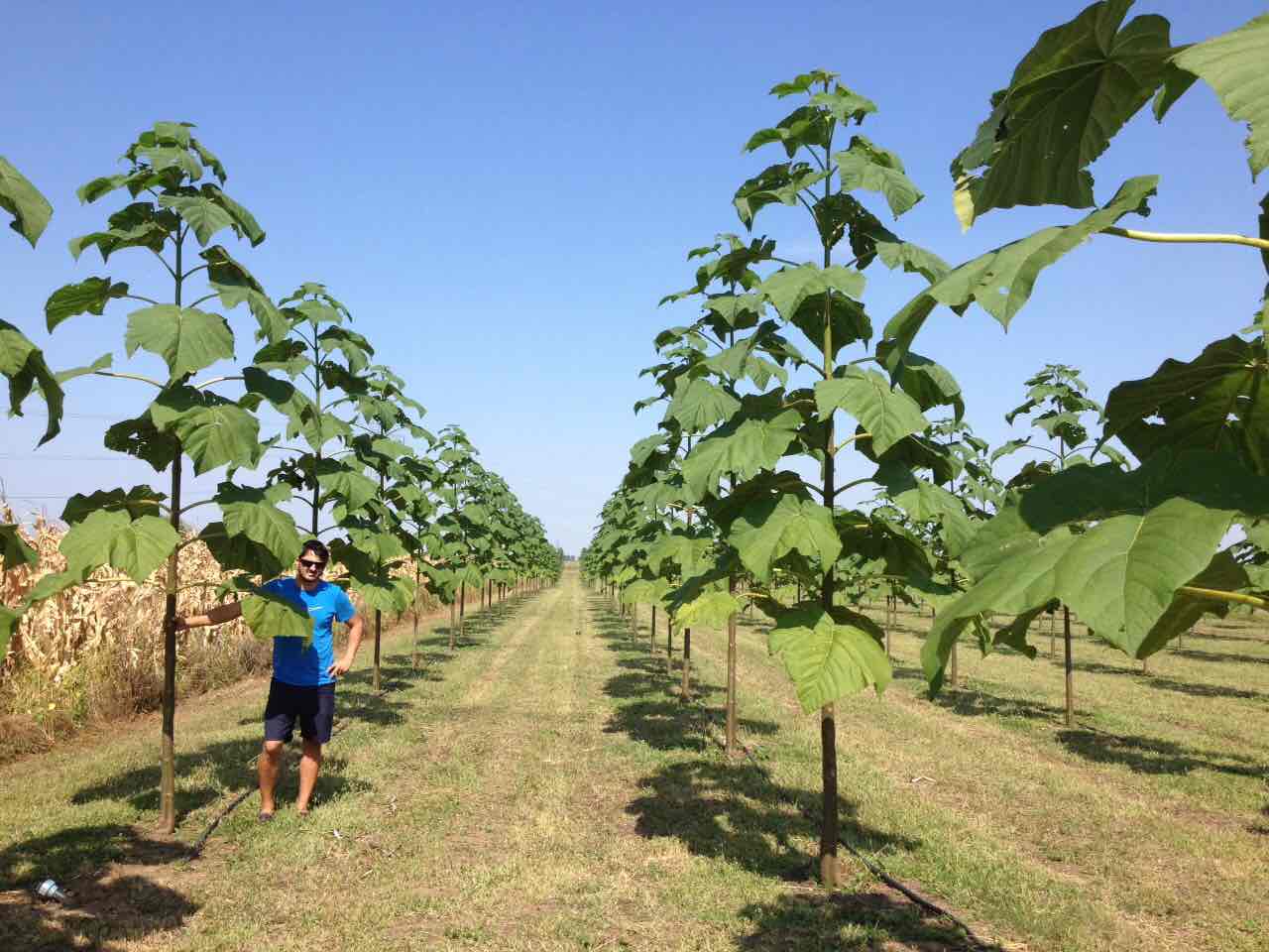 VAND AFACERE CU PAULOWNIA IN ARAD, OFERTA VALABILA PANA IN LUNA APRILIE
