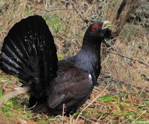  Rotitul Cocoşului de munte (Tetrao urogallus) 01.04-01.05