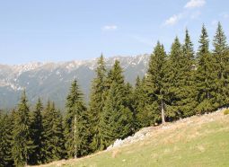 Igienizare în Munții Baiului – Munte Verde și Curat