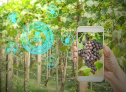 soluții software pentru sectorul vitivinicol cu finanțare europeană