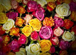 Famous Roses