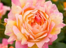 Famous Roses Bulgaria