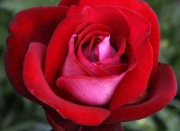 Famous Roses Spania