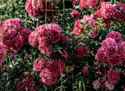 Famous Roses Magyarország