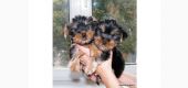 Yorkshire terrier o fantezie de catel