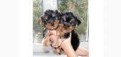 Yorkshire terrier o fantezie de catel