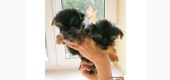 Yorkshire terrier o fantezie de catel