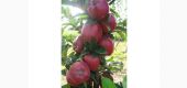 Pomi fructiferi certificati de vanzare
