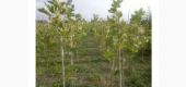 Vand arbori, arbusti si plante ornamentale