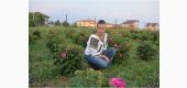 A Trandafiri de Dulceatata altoiti- ROSE DE RESCHT