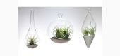Terarium , boluri de sticla pentru plante