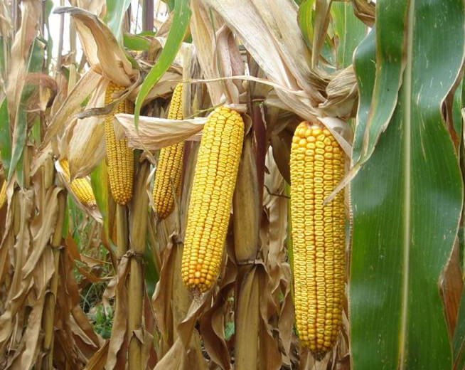 Romania, locul 1 la suprafata cultivata cu porumb in UE, locul 2 la productie