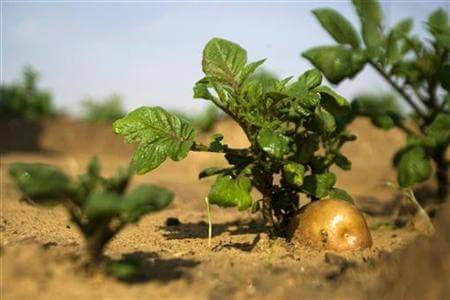 Exporturile Romaniei de produse agricole eco au crescut de 40 de ori in 4 ani