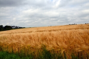 Romania va avea atasati agricoli din 2015. China, prima tara vizata