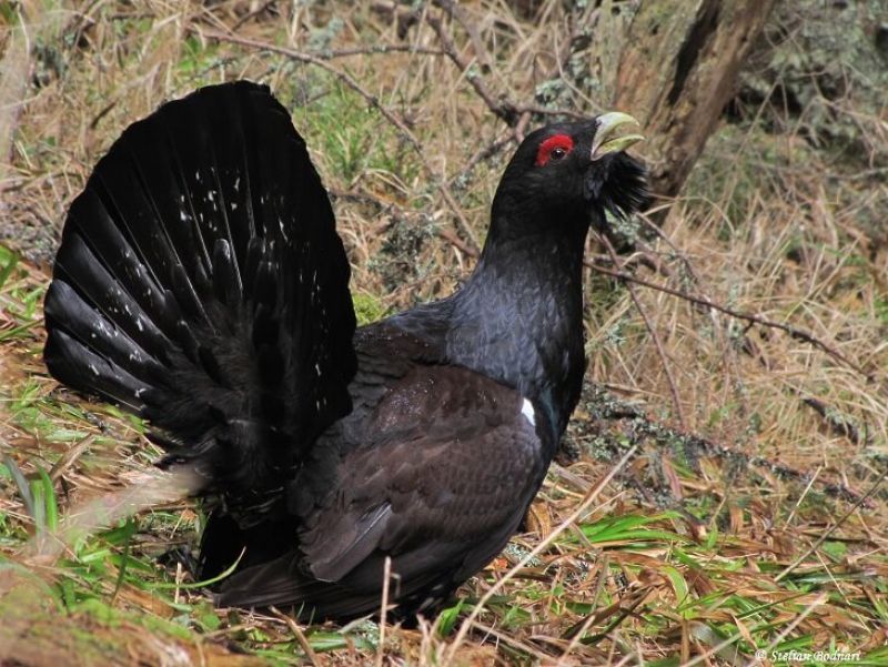  Rotitul Cocoşului de munte (Tetrao urogallus) 01.04-01.05