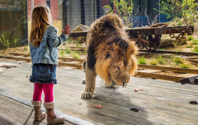 Guardian Clarity™, sticla invizibilă, este unul dintre produsele care vor incita vizitatorii la Glasstec 2018. Poză: Guardian Clarity la Land of the Lions, ZSL London Zoo, ©Romag.