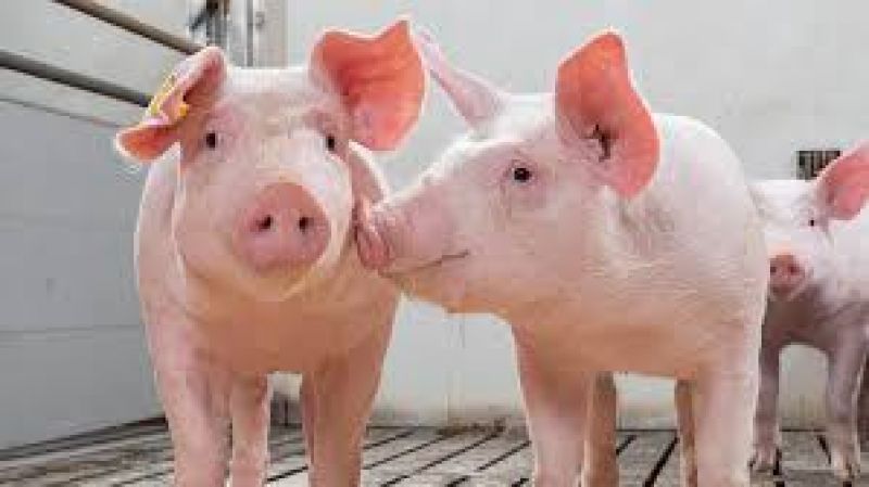 cele mai cunoscute rase de porci din lume