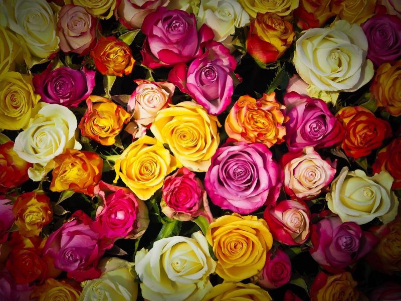 Famous Roses