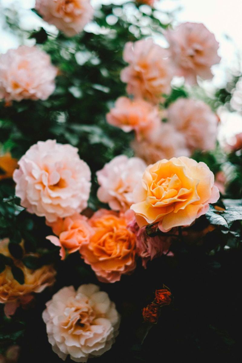 Famous Roses Magyarország